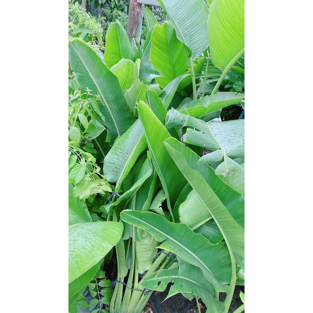 Cây Chuối Rẻ Quạt