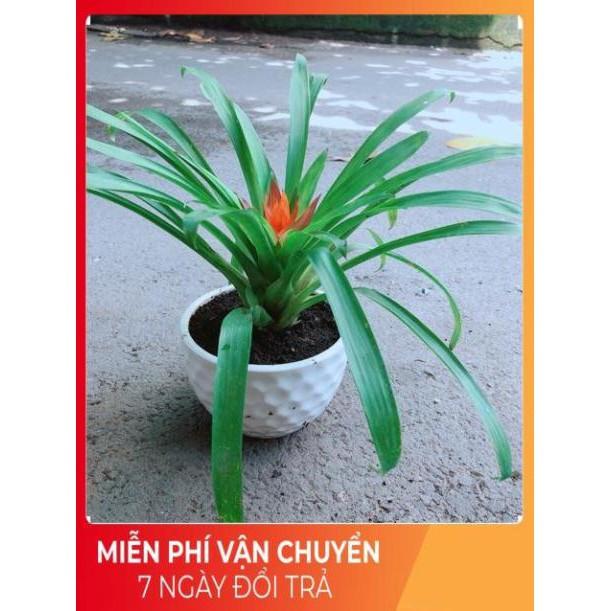 Chậu Phong Lộc Hoa