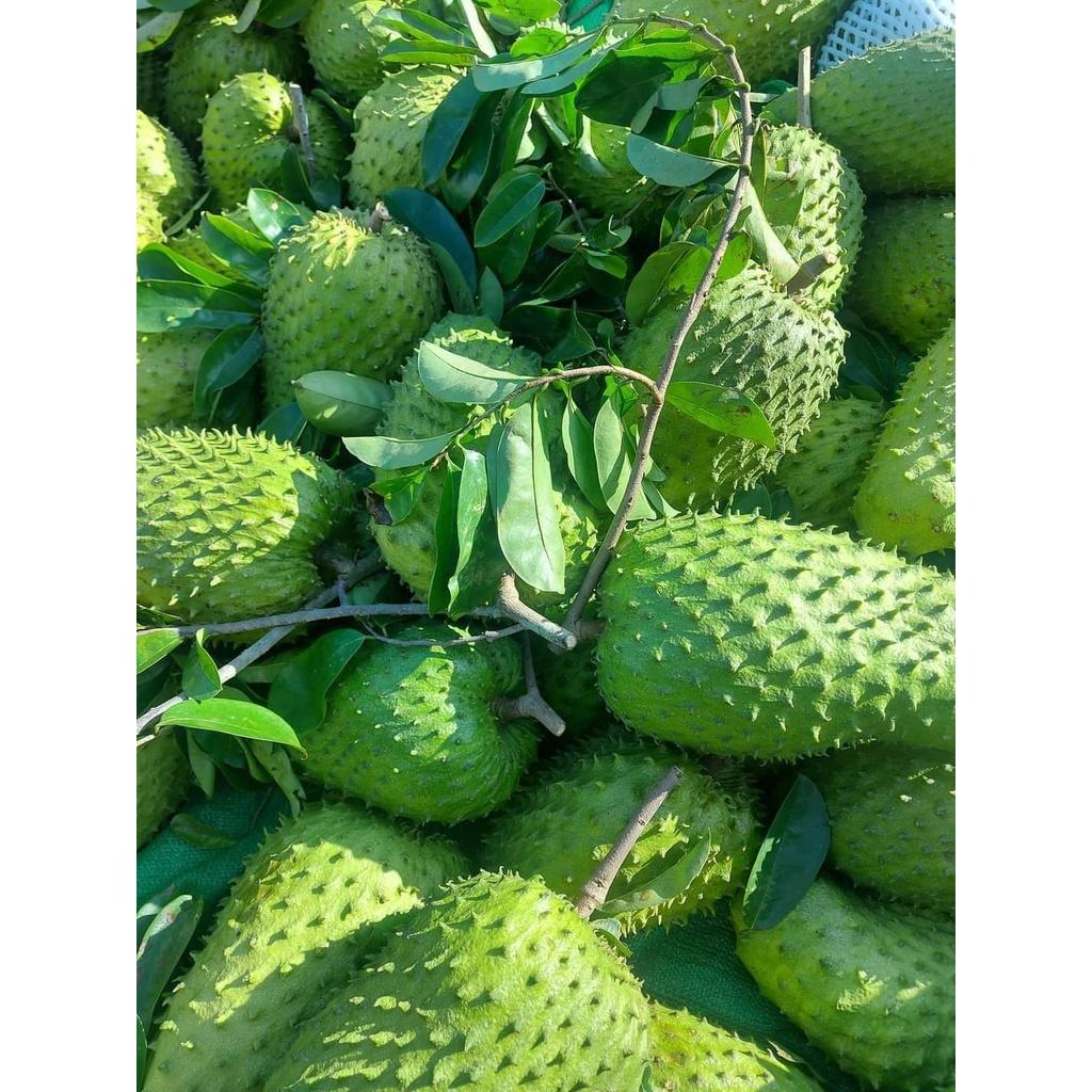 Cây giống mãng cầu xiêm mã lai