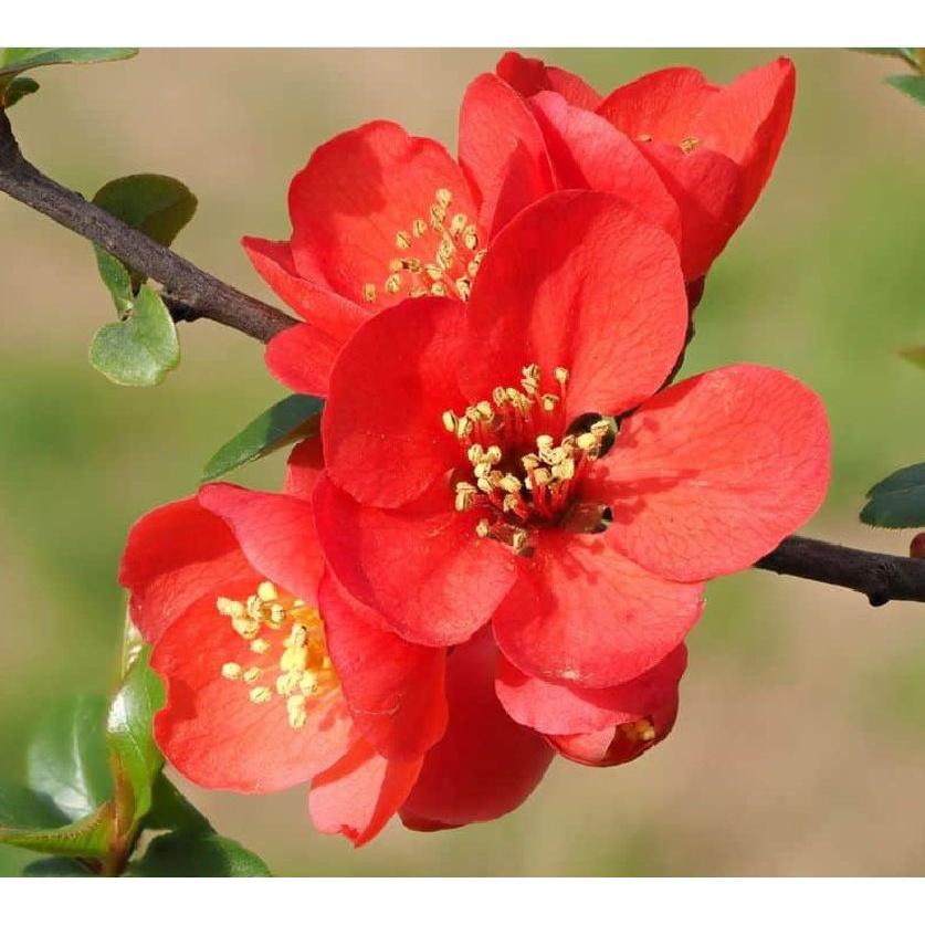 Hạt giống hoa mai trung quốc hoa màu đỏ -