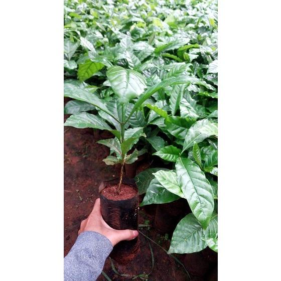 Cây Cà Phê ARABICA