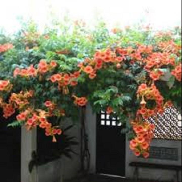 CHẬU HOA GIỐNG HOA LEO ĐĂNG TIÊU