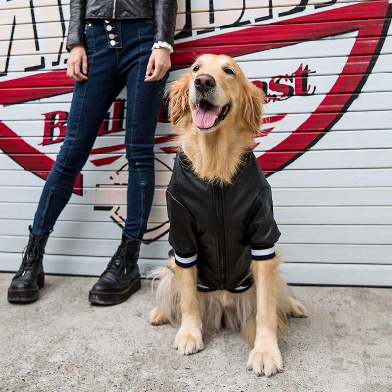 (SIÊU PHẨM ) Áo khoác da cho chó lớn HIPIPETT Alaska Samoyed thời trang thu đông cho chó mèo