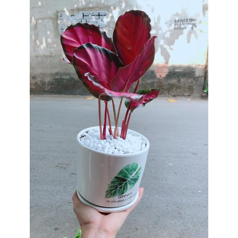 Chậu Đuôi Công Tím