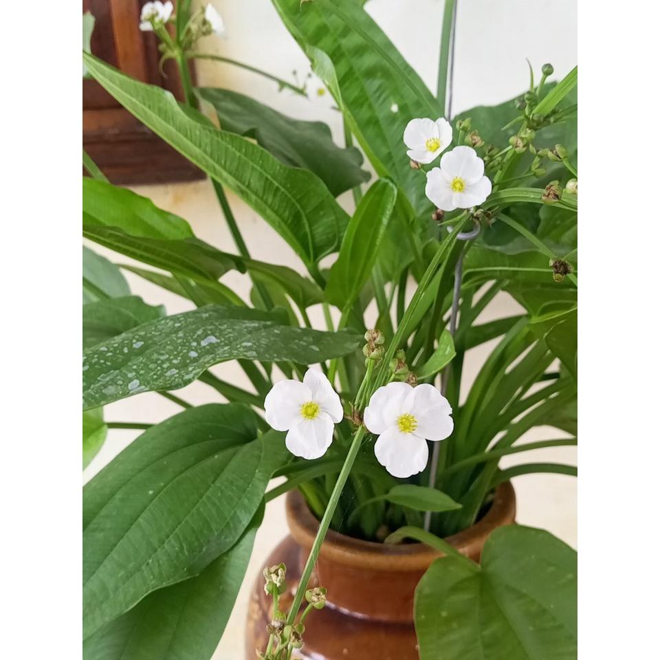 Chậu bách thủy tiên 4-5 thân 20-30cm