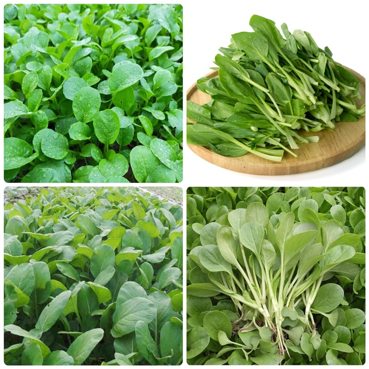 Hạt giống Cải trắng ăn non gói 30 gram