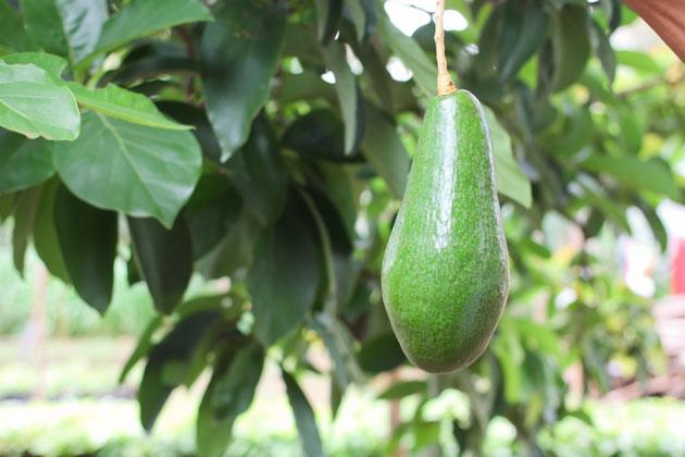 Cây giống bơ tứ quý cho trái siêu sớm sau bầu to cây khỏe