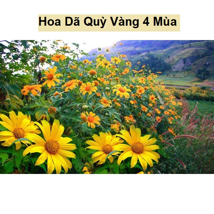 Hạt Giống Hoa Dã Quỳ Vàng - Dã Quỳ Vàng 4 Mùa - Gói 50 Hạt