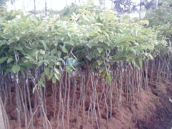 CÂY GIỐNG CHÁM ĐEN GHÉP