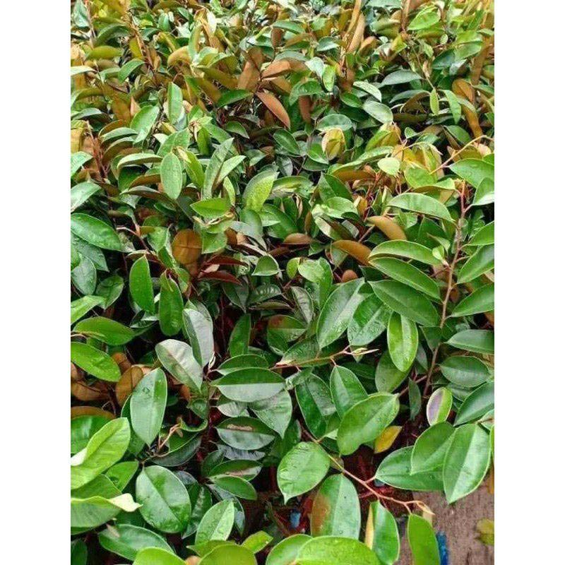 Cây giống vú sữa lò rèn