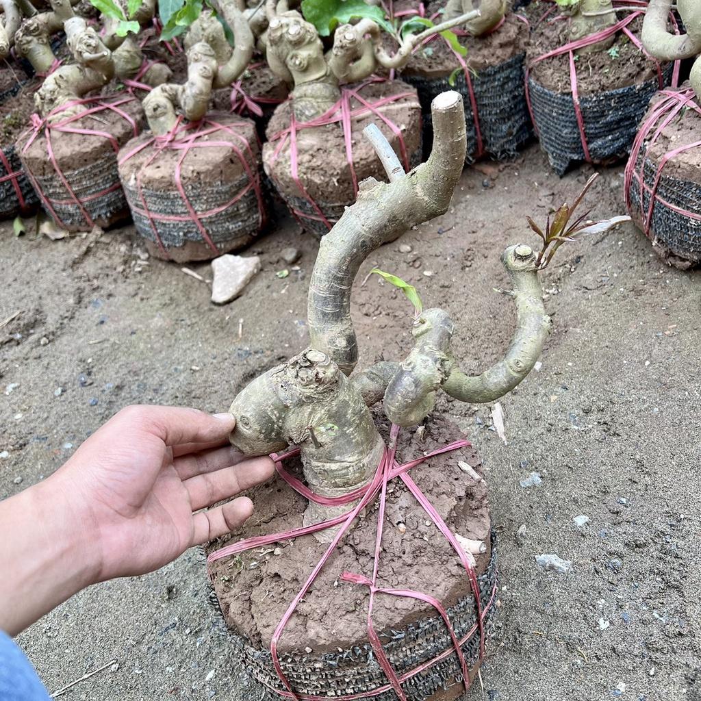 Cây lộc vừng phôi bonsai.