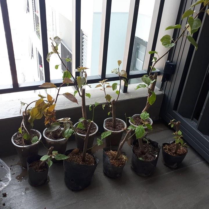 Cây Hoa Giấy Đỏ Lửa Loại Đã Hoa 981SP
