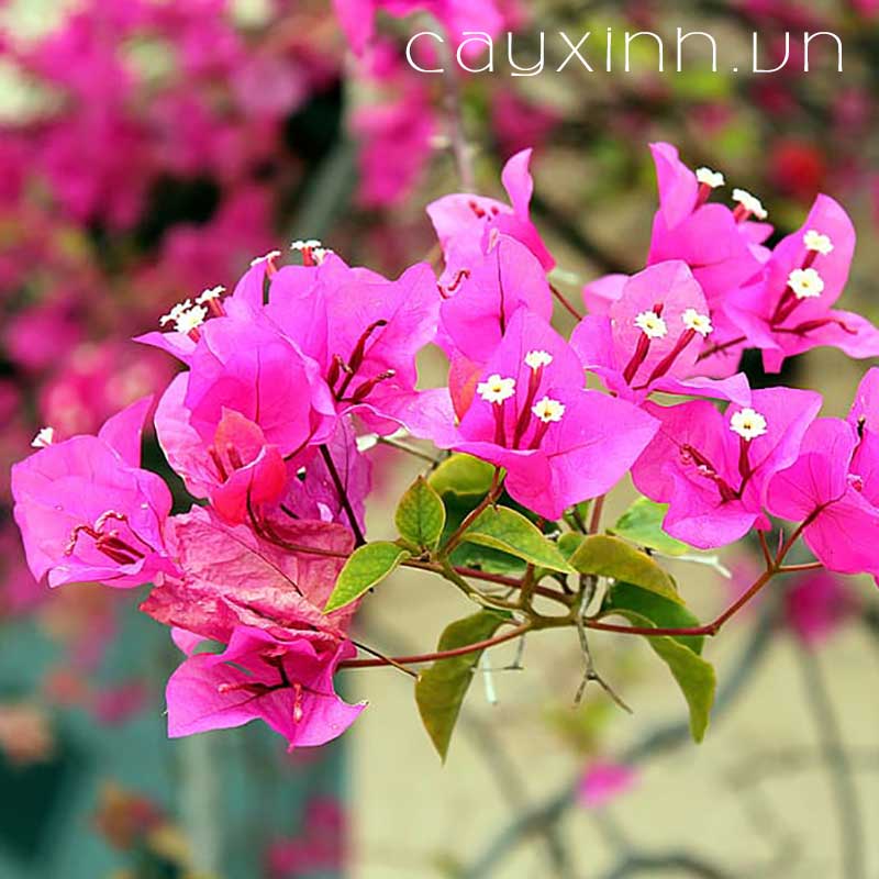 Sét 5 gói phân bón siêu ra hoa better Bloom NPK - Phân bón chuyên dùng cho hoa giấy