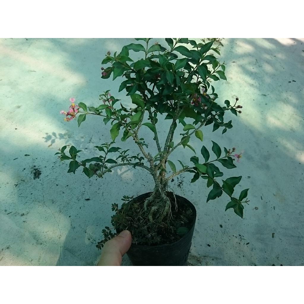 Cây Hồng Ngọc Mai Bonsai - cây cảnh bonsai + tặng phân bón cho cây