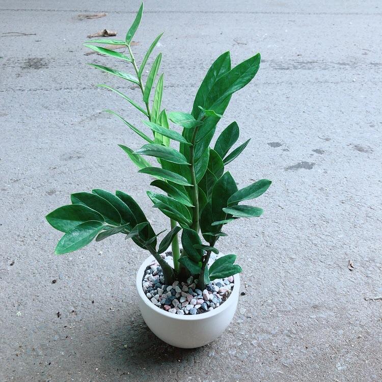 Chậu Cây Kim Tiền Thái