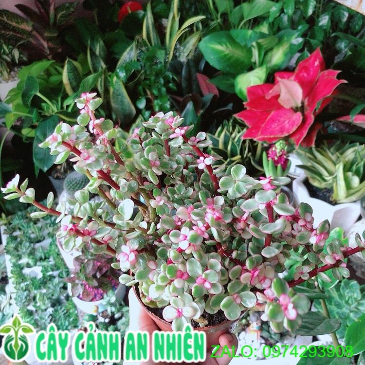 Cây Cành Vàng Lá Ngọc