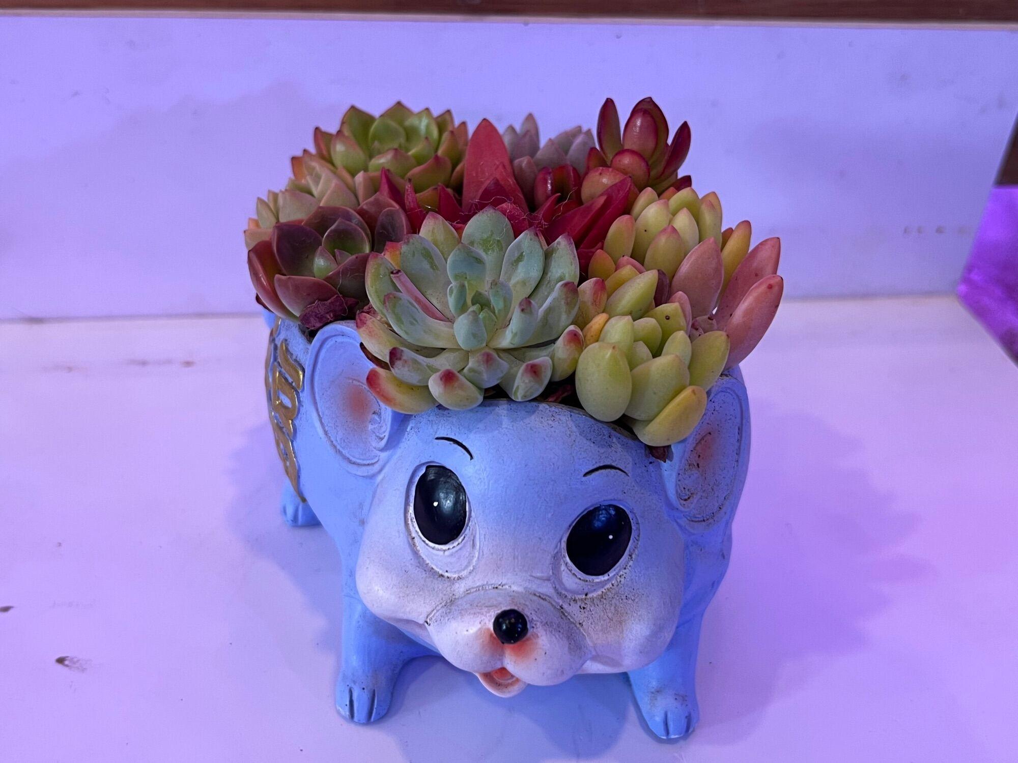 Chậu Sen Đá Tiểu Cảnh