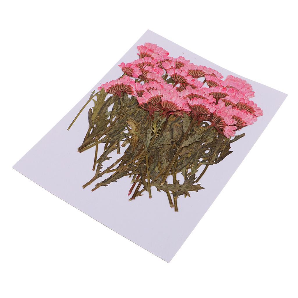 100pcs Pressed Flower Real Dried Flowers 2 Styles Of Rose And Chrysanthemum For Decorations And Crafts Supplying Great Gifts