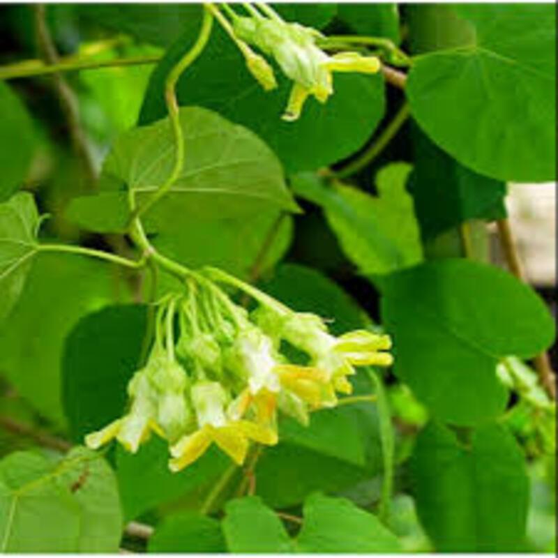 Chậu cây giống hoa thiên lý