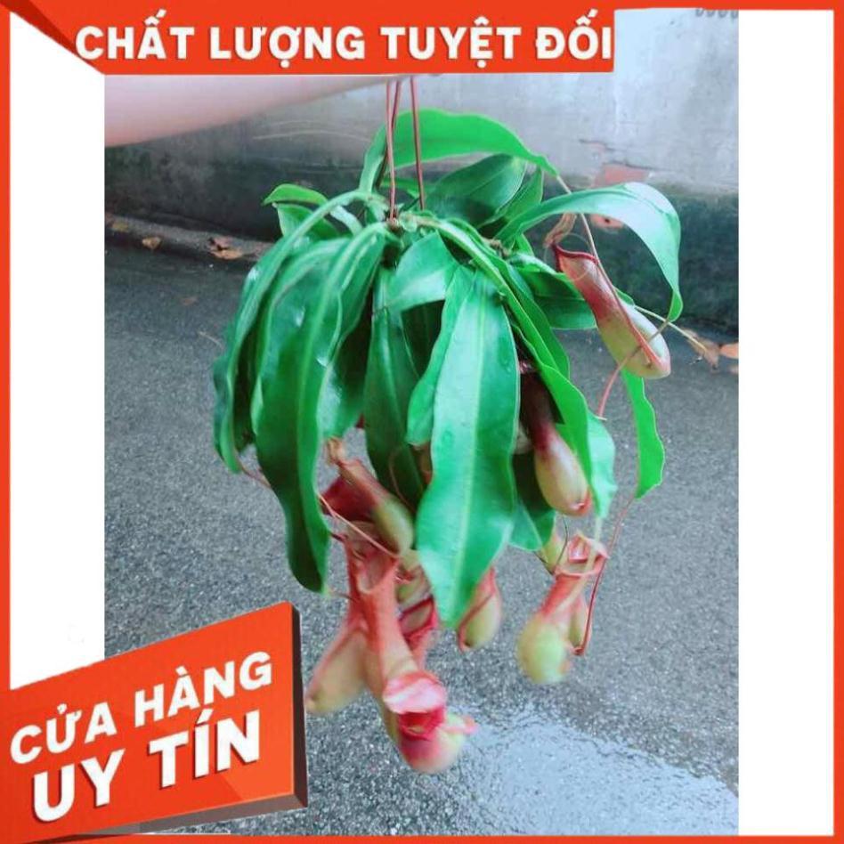 Chậu Nắp Ấm Size Đại Nhiều Người Mua