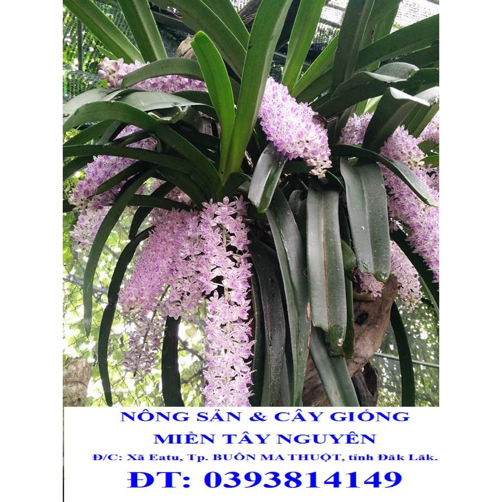 CÂY LAN ĐUÔI CHỒN NHƯ HÌNH. *