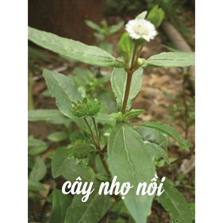 Hạt Giống Cỏ Mực Nhọ Nồi - Chữa Nhiều Bệnh CT67 - Gói 50 hạt