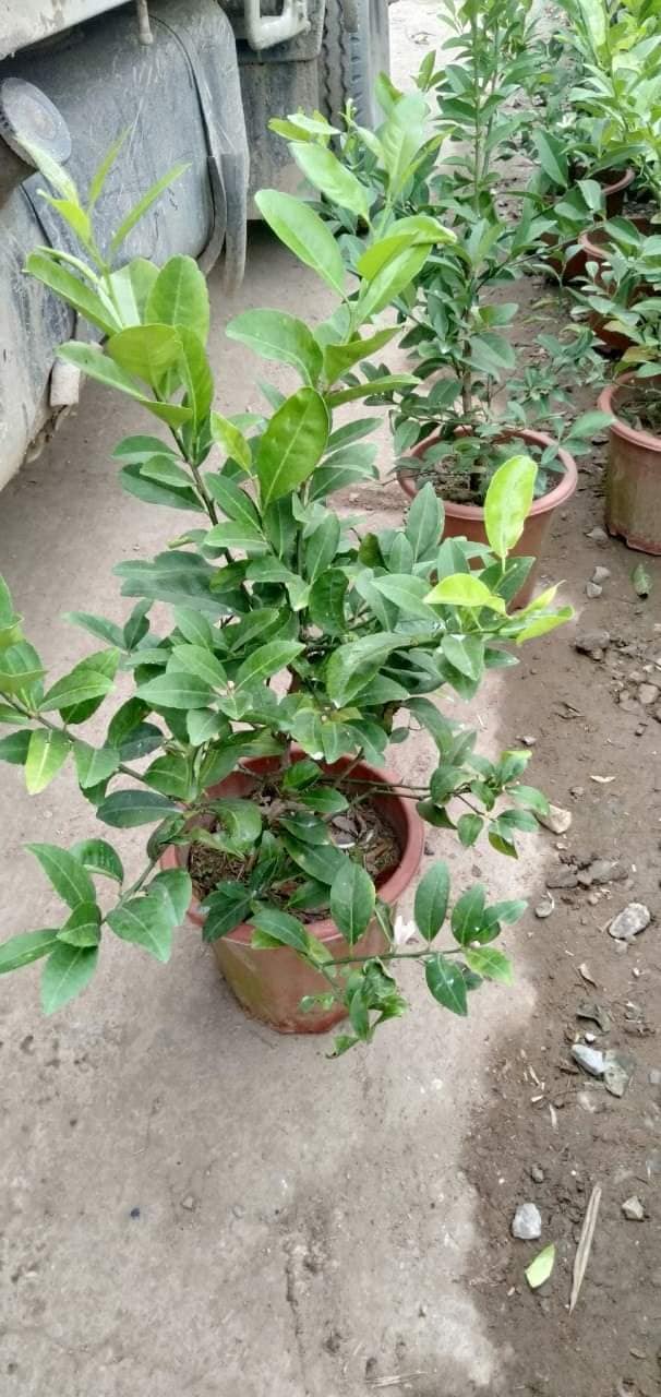 Cây chanh tứ quý sẵn quả