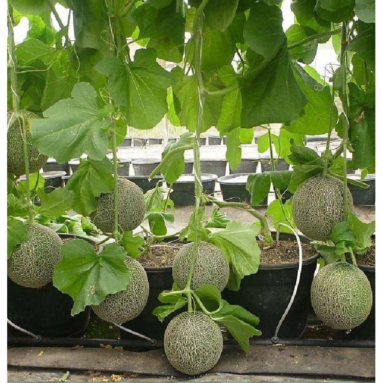 Hạt giống dưa lưới xanh