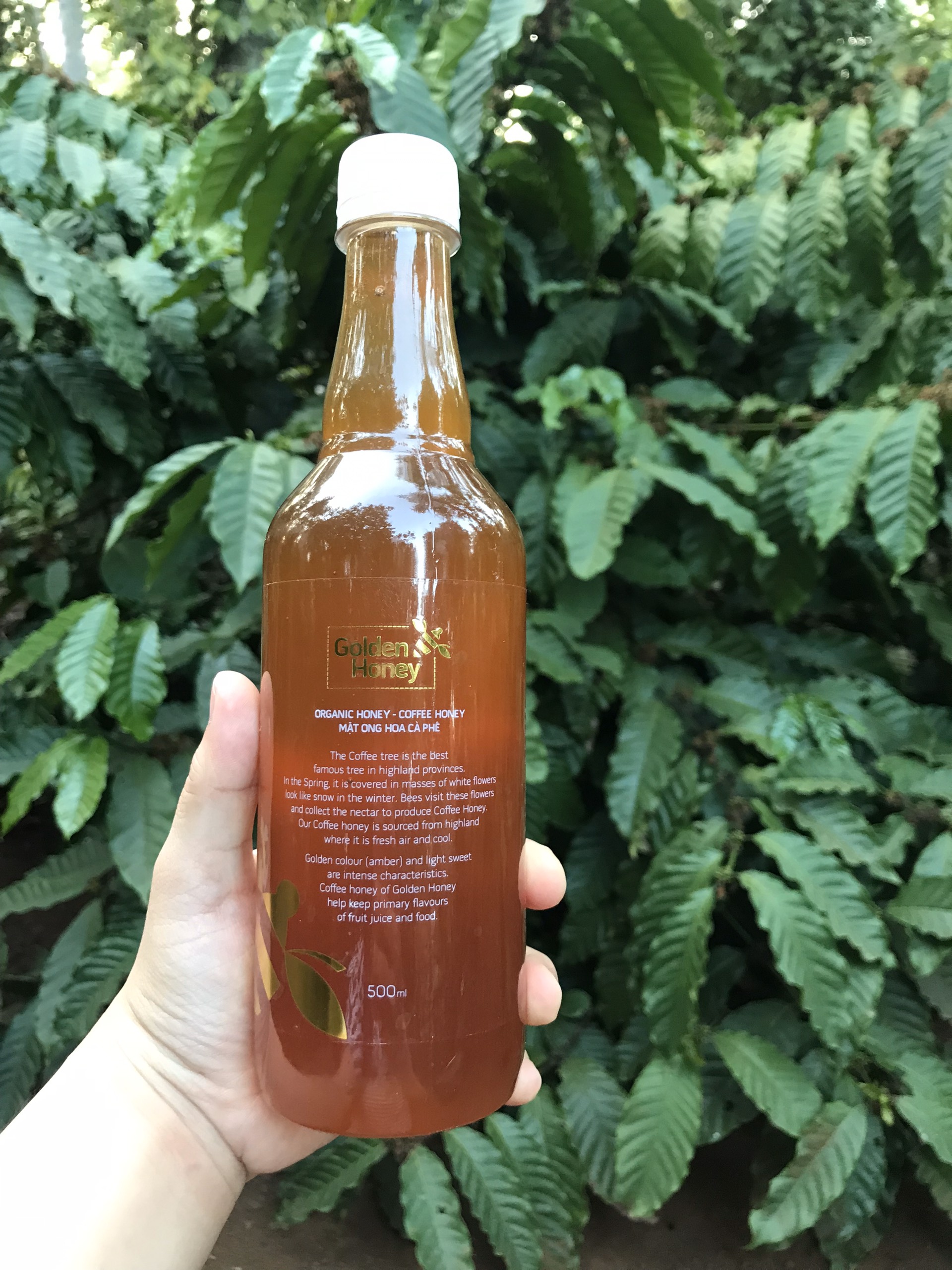 Mật Ong hoa cà phê nguyên chất Golden Honey - tăng sức đề kháng, giảm ho, viên họng, dưỡng ẩm da và môi cang bóng mịn màng - Massel Official