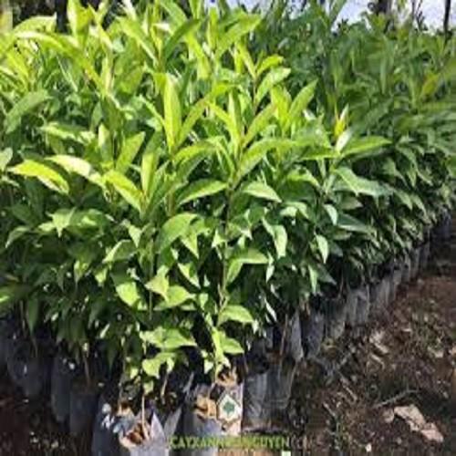 CÂY GIỐNG LÁ VỐI NẾP