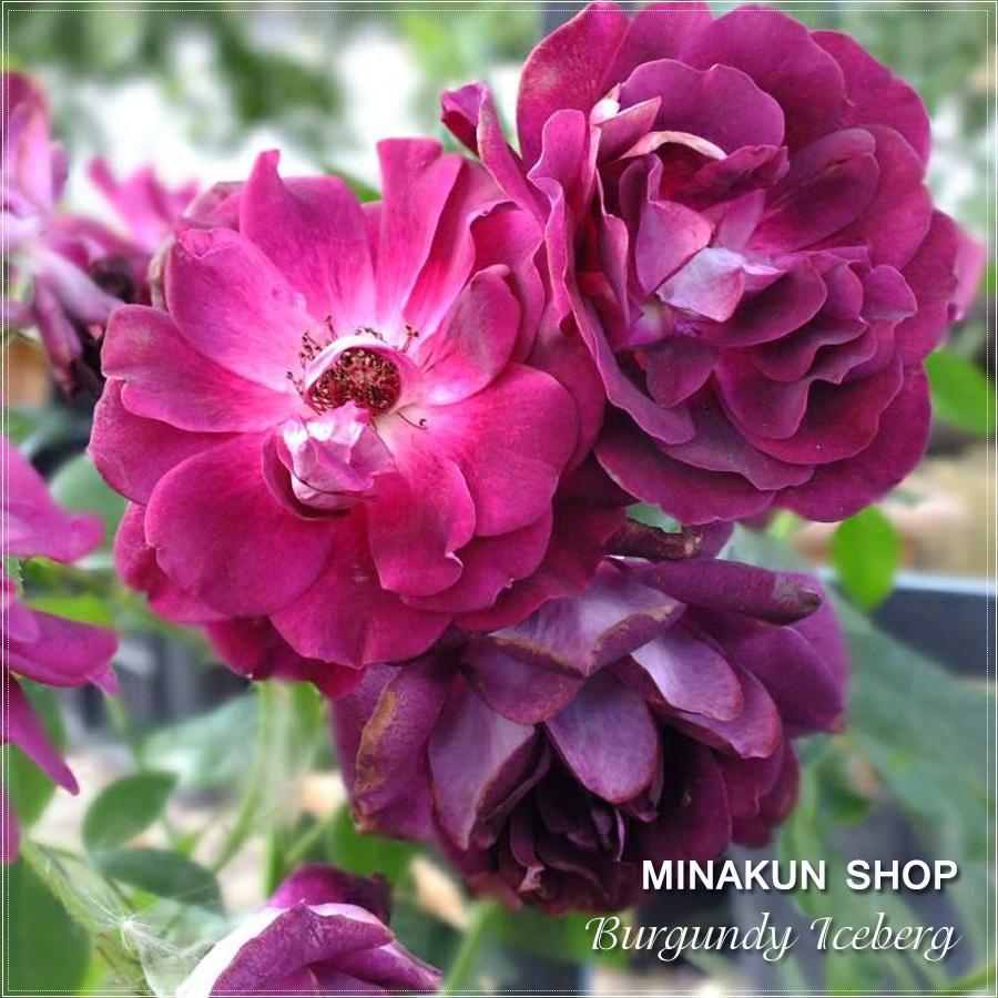 Hoa hồng ngoại Burgundy Iceberg tím chùm