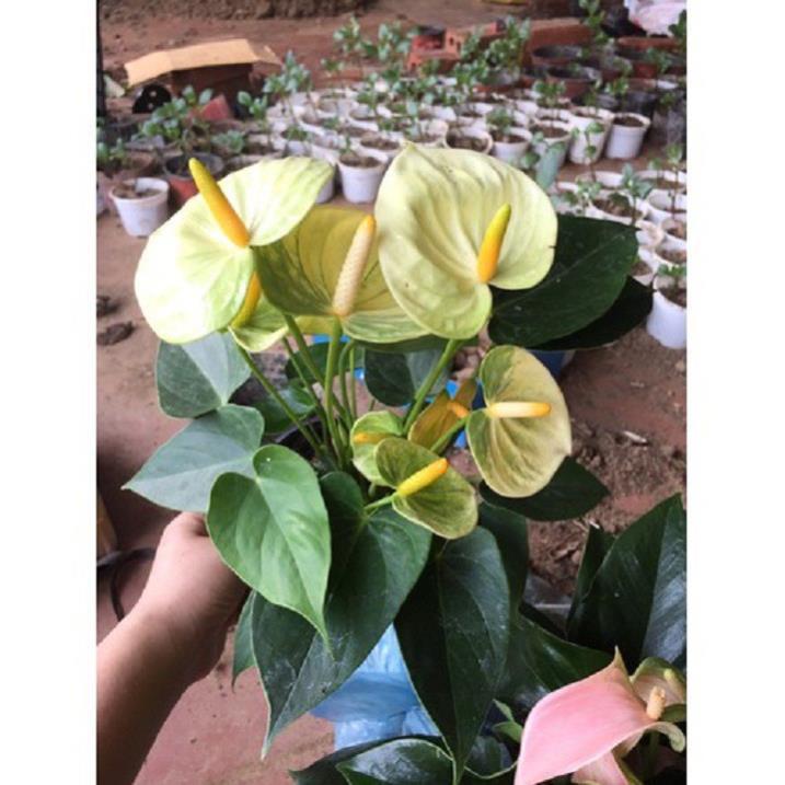 Chậu cây hồng môn MÀU VÀNG, cây phong thủy để bàn cho gia chủ vượng khí , nhiều tài lộc