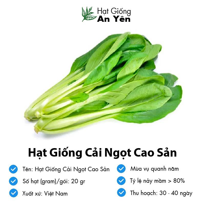 Hạt giống Cải Ngọt cao sản, nhanh thu hoạch, dễ trồng, nảy mầm và năng suất cao