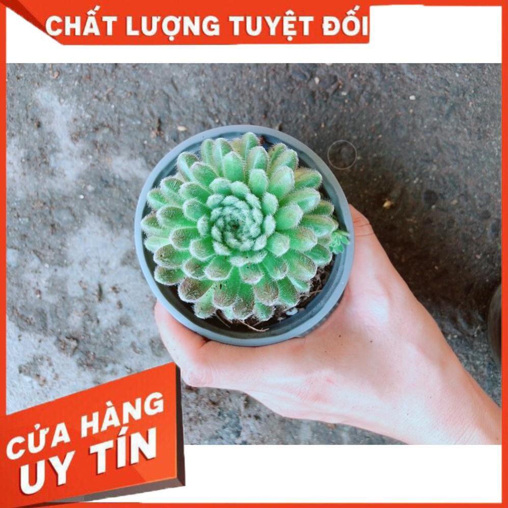 Chậu Phật Bà Nhím Xanh Nhiều Người Mua