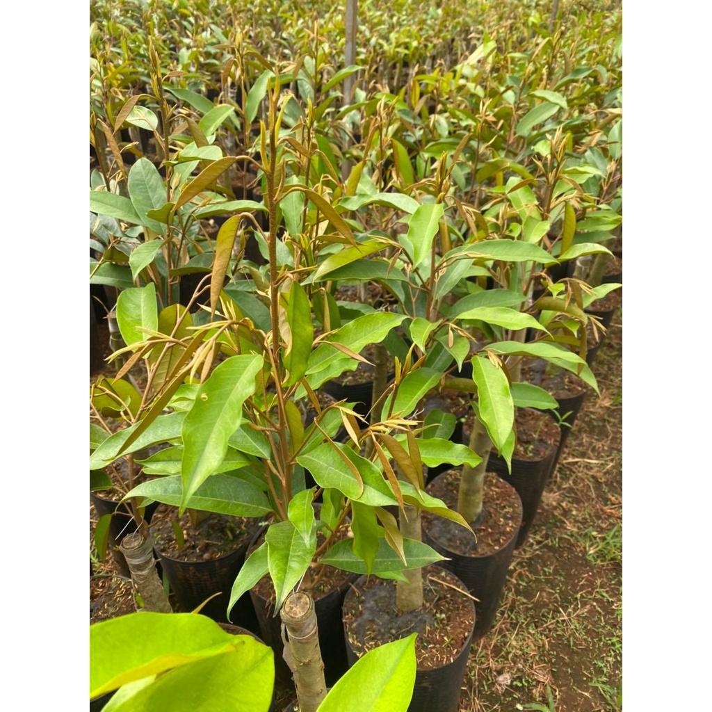 Cây giống Sầu Riêng Musang King - gốc GHÉP 2 NĂM