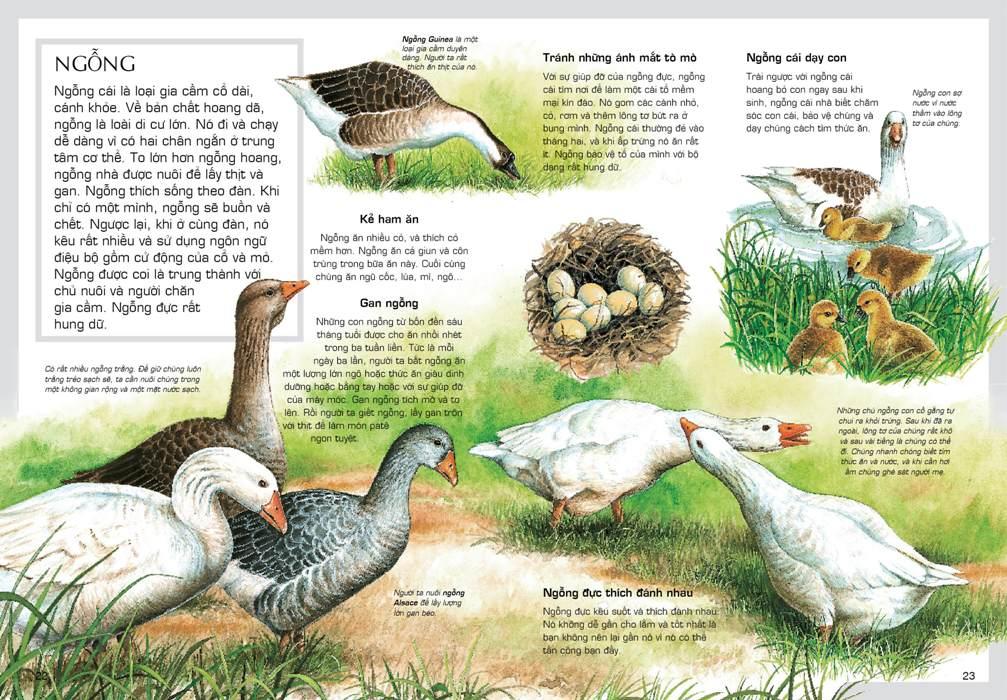 Động Vật Nuôi (Tủ Sách Thế Giới Động Vật) - Tái Bản