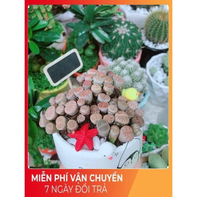 Chậu Cây Lithops
