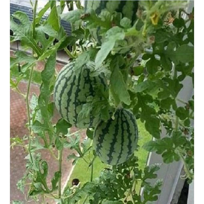 Hạt giống dưa hấu ruột vàng F1 KNS3342 - Gói 10 hạt