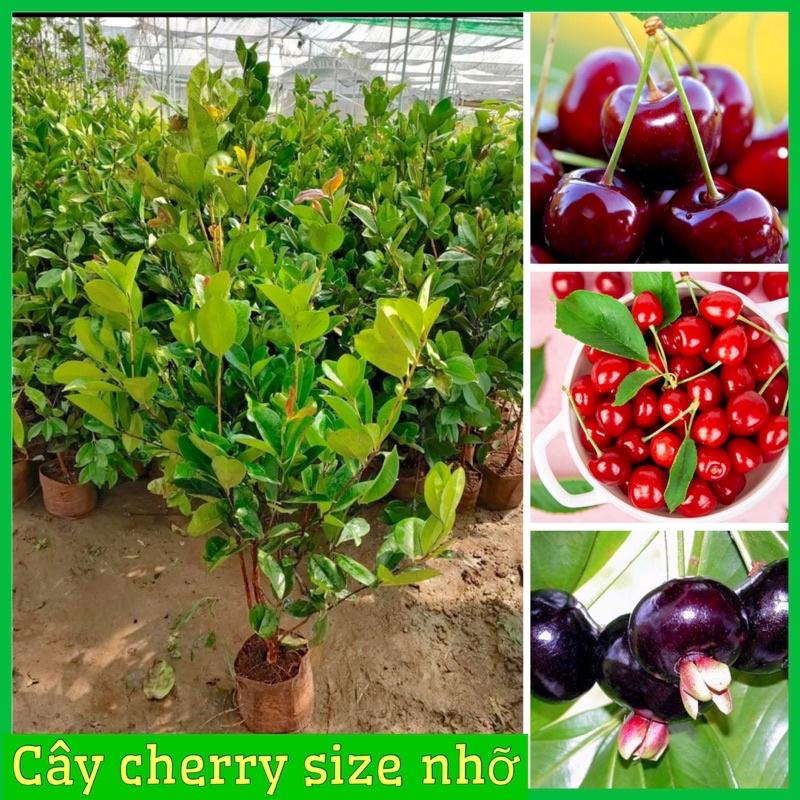 Cây cherry Brazil choai cao 80-90 cm (ảnh chụp thật tại vườn)