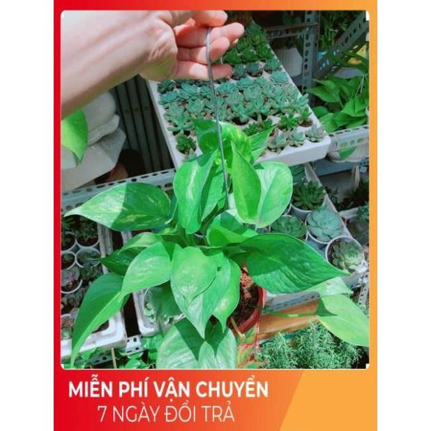 Chậu Trầu Bà Thái