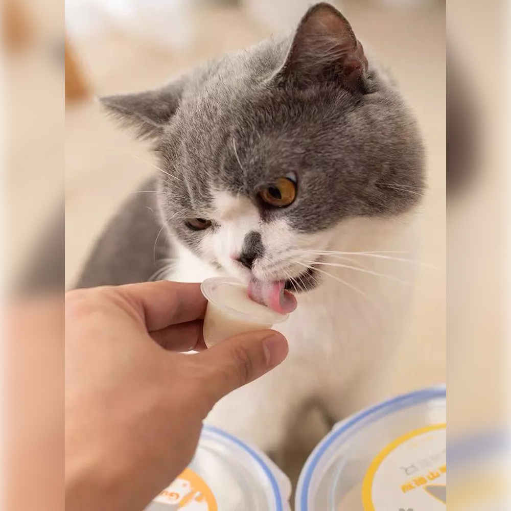 Thạch Sữa Dê Rau Câu Pudding Dành Cho Chó Mèo