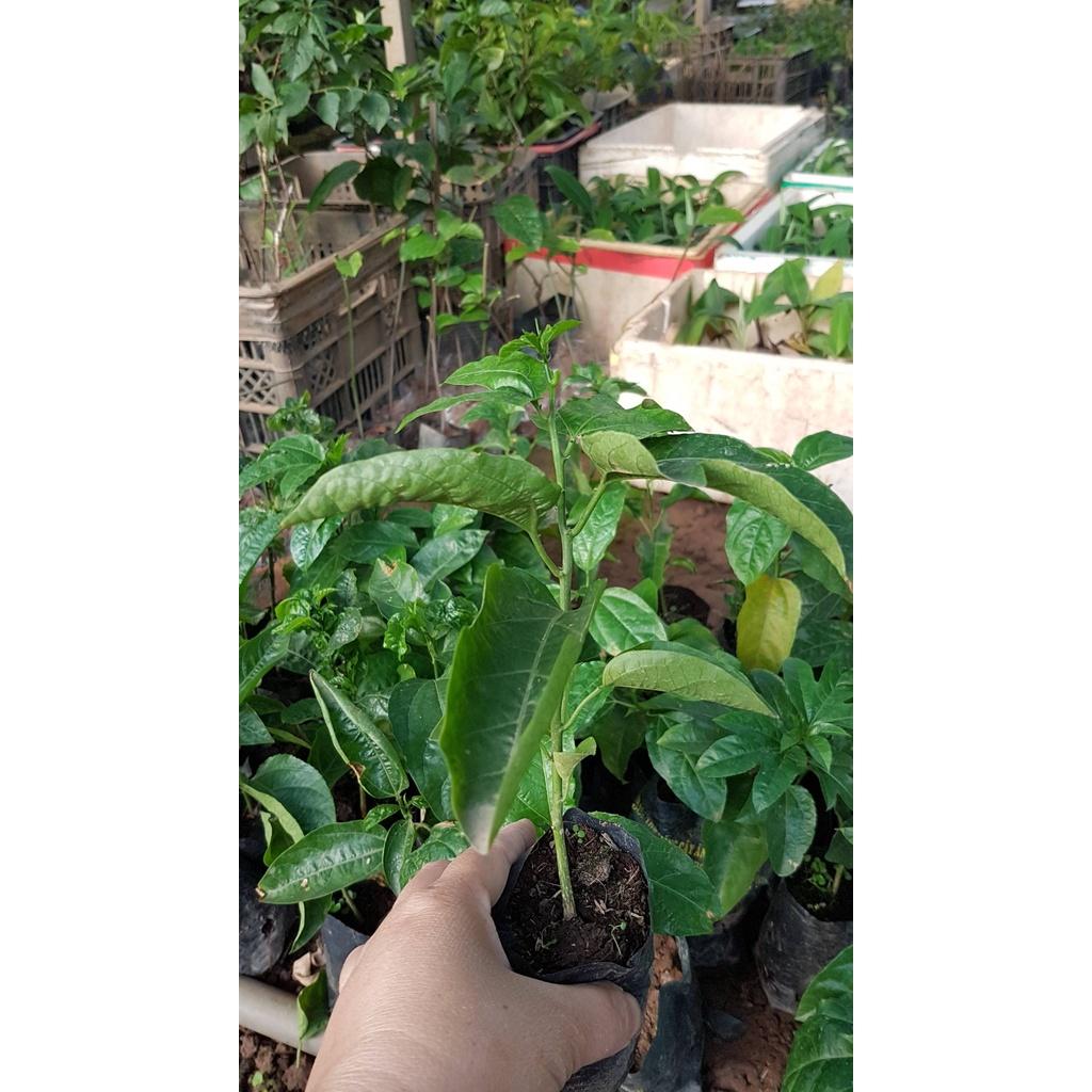 CÂY GIỐNG CHANH DÂY VÀNG SIÊU NGỌT