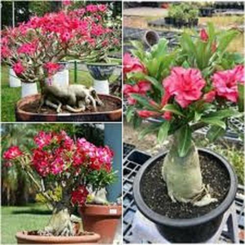 CÂY HOA SỨ THÁI CÁNH KÉP " HỒNG TRẮNG M2 " - BẢO HÀNH MẶT HOA KÉP Y ẢNH - HOASUDA001100