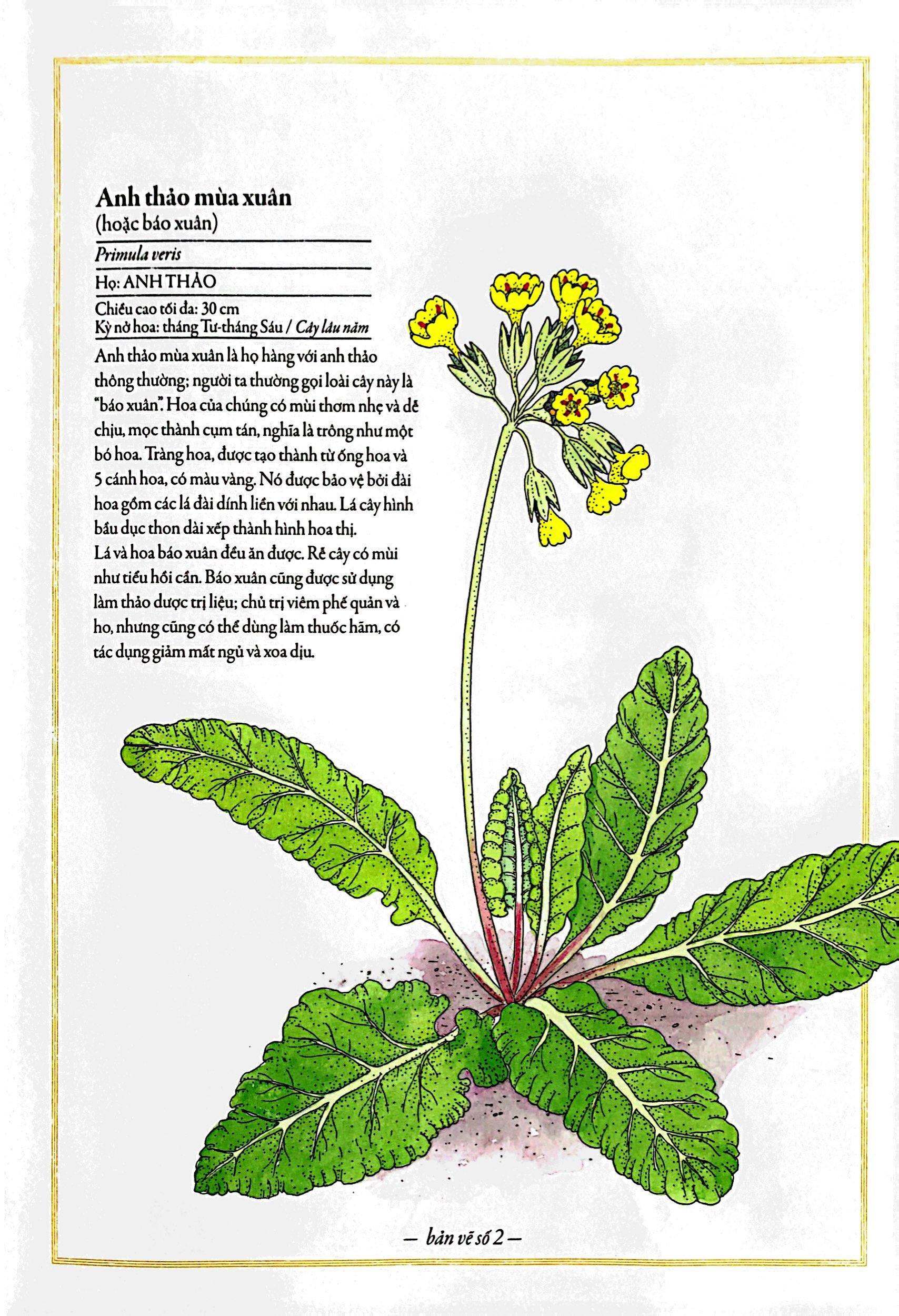 Bách Khoa Thư Cho Cả Nhà - Thế Giới Các Loài Hoa Bằng Tranh