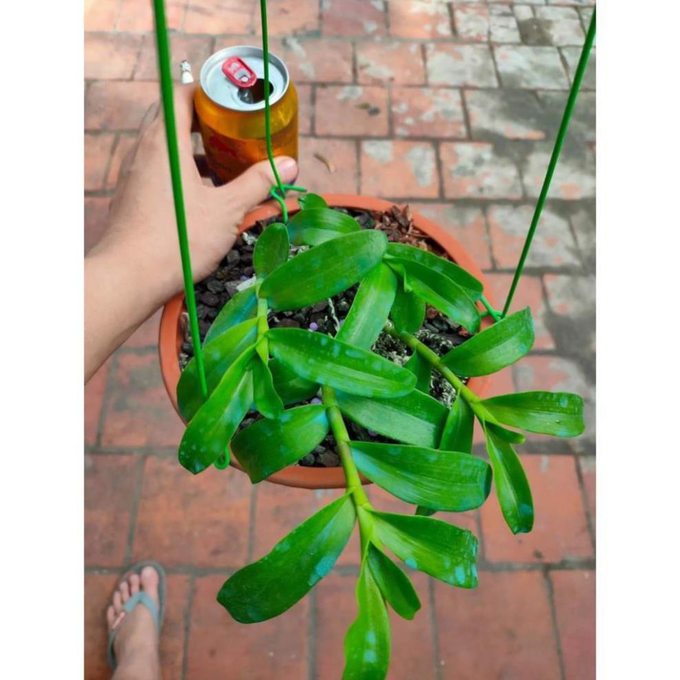 Phi điệp 5 cánh xanh phú thọ