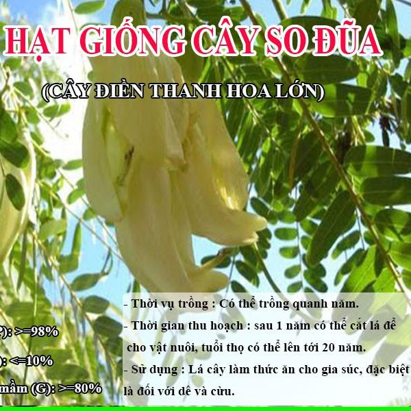 Hạt Giống Cây So Đũa – Điền Thanh Hoa Lớn - Giống Cỏ Chăn Nuôi - Hạt Giống Cỏ Chăn Nuôi.
