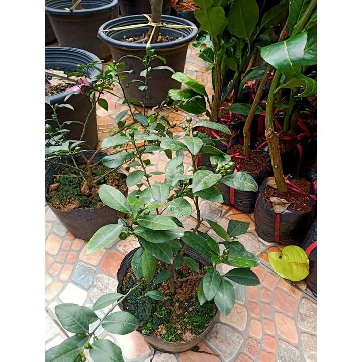 Cây giống Chanh Cao Sản