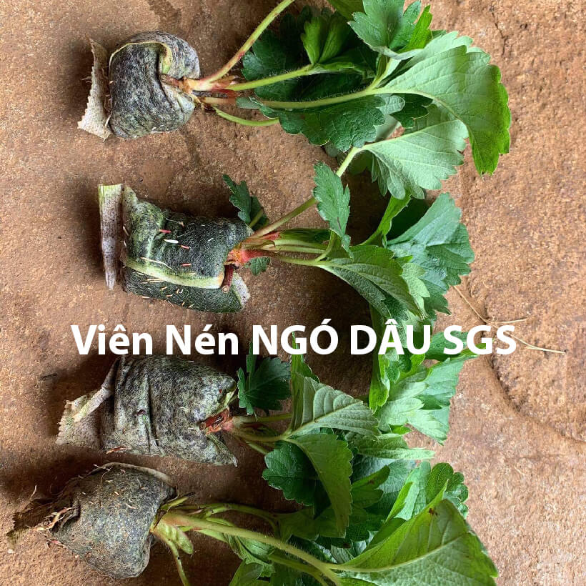 Viên Nén Xơ Dừa Trồng Ngó Dâu Thông Minh SGS đã bao gồm phân bón hữu cơ cho cây phát triển tốt trong 30 ngày