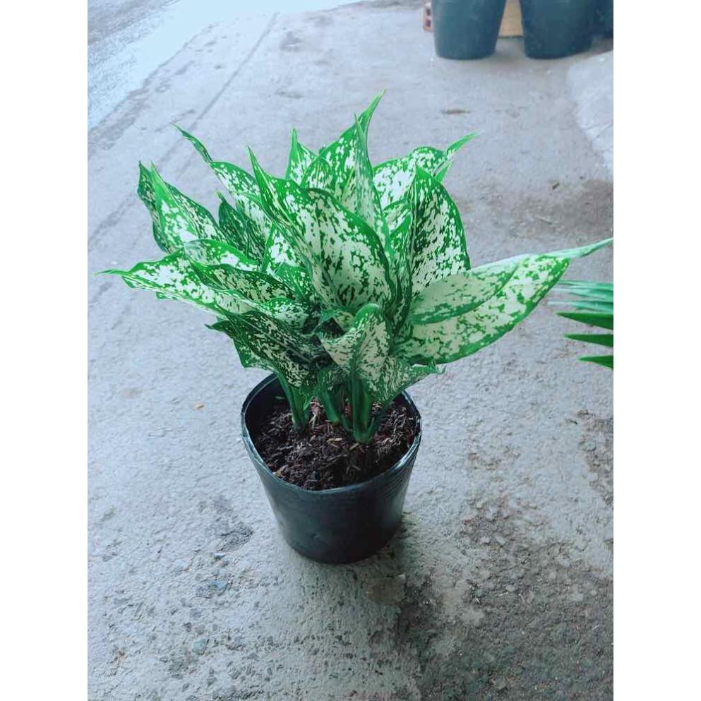 Cây Ngọc Ngân Bán Chạy