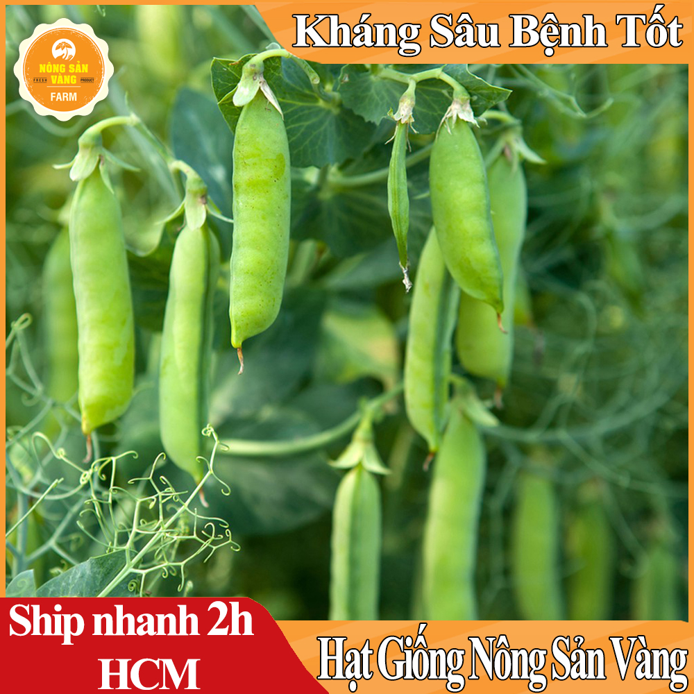 Hạt giống Đậu Hà Lan Lấy hạt.Rất Nhiều Dinh Dưỡng Và Vitamin, Có Thể Chế Biến Thành Rất Nhiều Món Ăn - Nông Sản Vàng